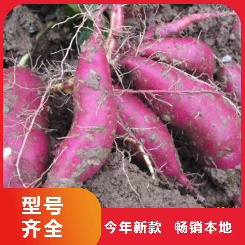 紫薯苗,南瓜丁厂家用心制作