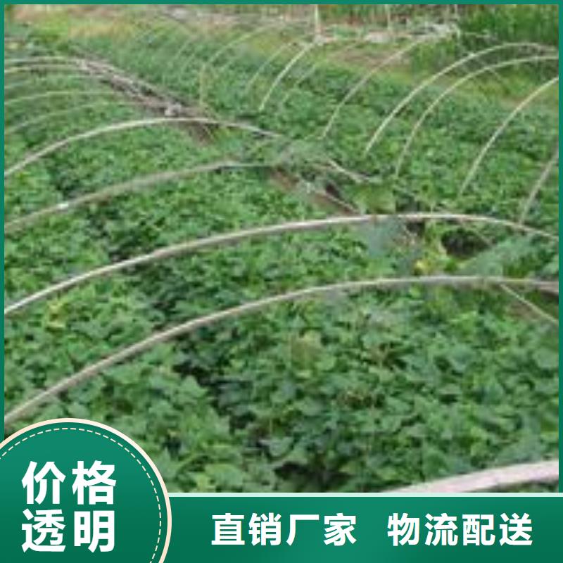 紫薯苗_羽衣甘蓝粉客户好评