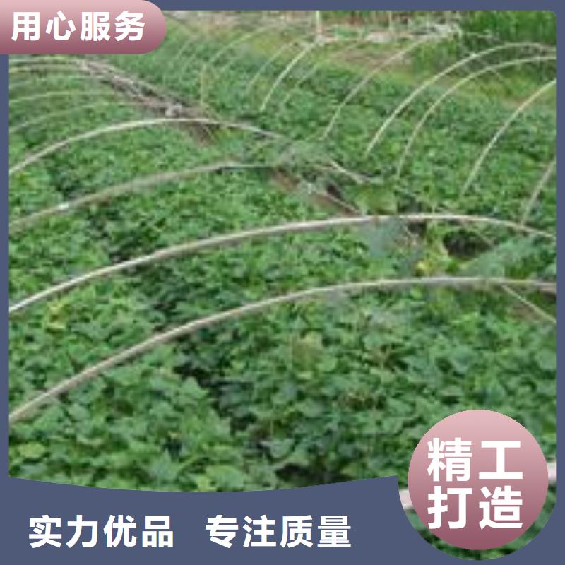 紫薯苗源头厂家