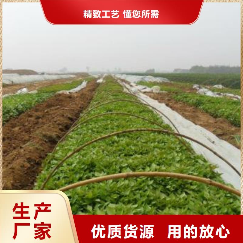紫薯苗【羽衣甘藍(lán)粉】多年行業(yè)經(jīng)驗(yàn)
