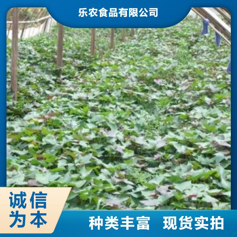 紫薯苗【羽衣甘藍(lán)粉】多年行業(yè)經(jīng)驗(yàn)