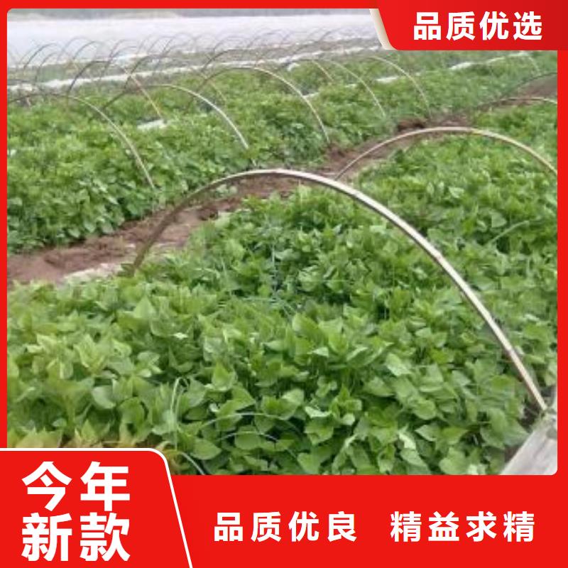 紫薯苗_羽衣甘蓝粉客户好评