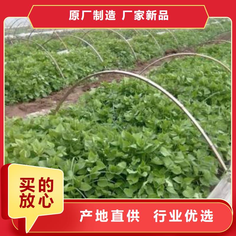 紫薯苗（济黑2号）什么时候种
