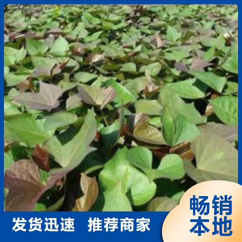 紫薯苗源头厂家