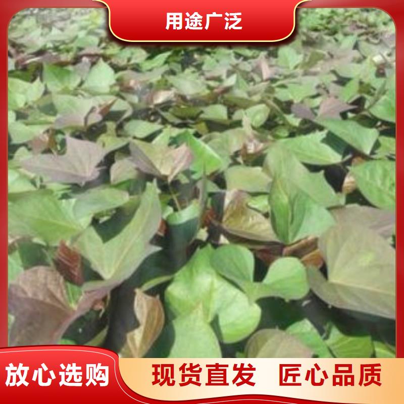 紫薯苗（春薯苗）多年育苗經(jīng)驗(yàn)