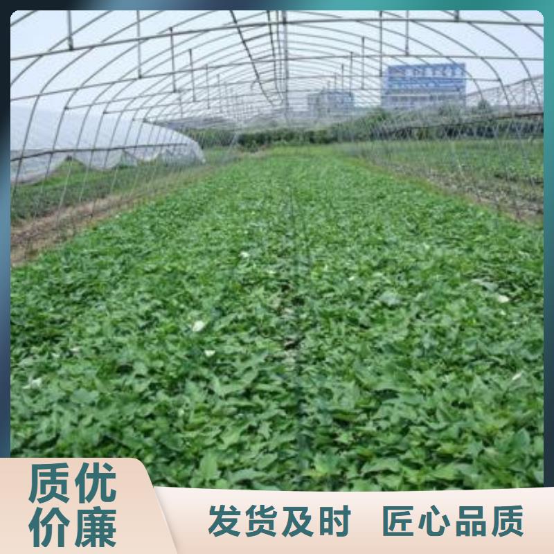 紫薯苗（春薯苗）多年育苗經(jīng)驗(yàn)