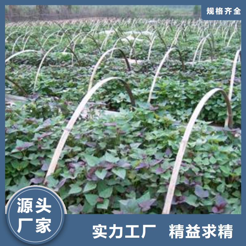 紫地瓜苗子2025新苗上市