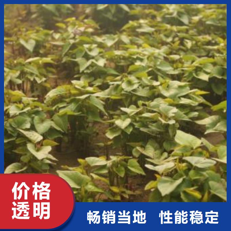 紫薯苗子圖片