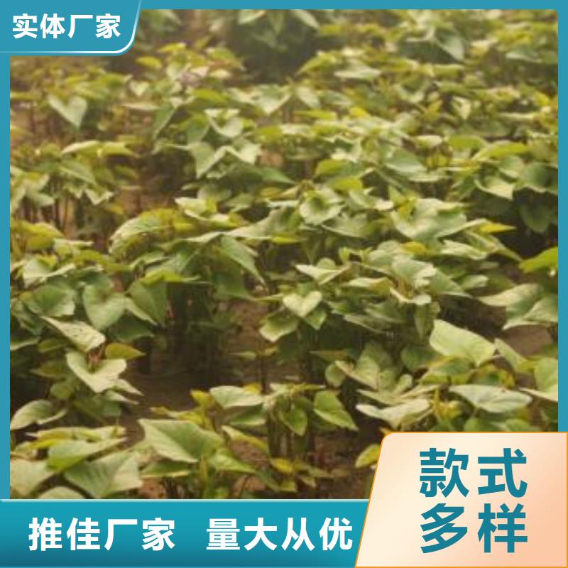 紫地瓜苗子2025新苗上市