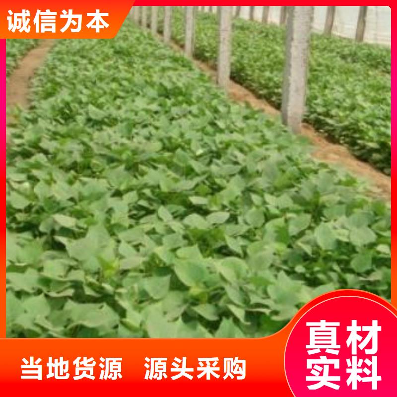 紫薯苗（春薯苗）多年育苗經(jīng)驗(yàn)