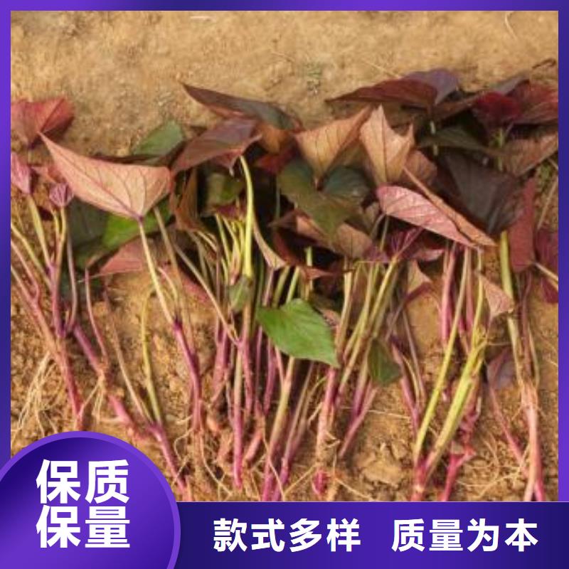 紫地瓜苗子2025新苗上市