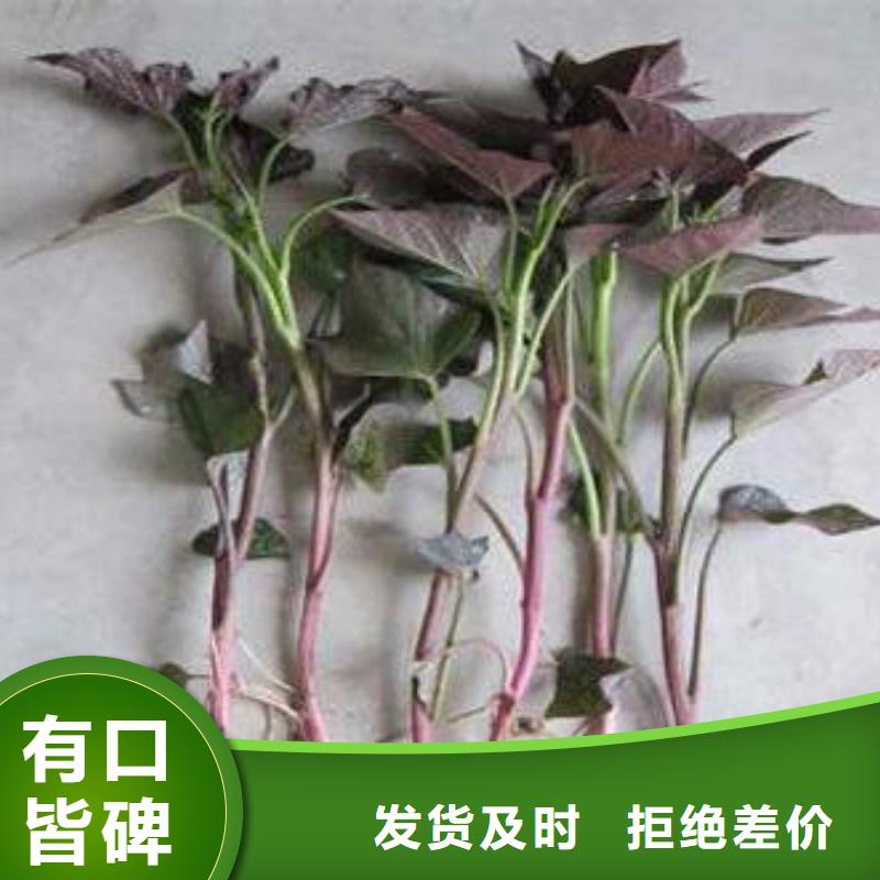 紫薯苗子销售