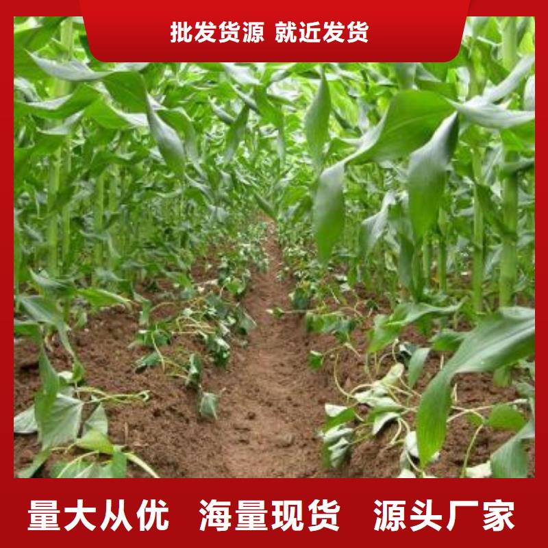 紫薯苗种植方法
