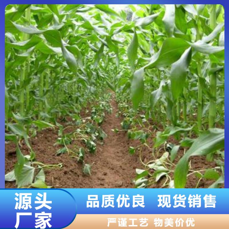 脫毒紅薯苗(西瓜紅)移栽機