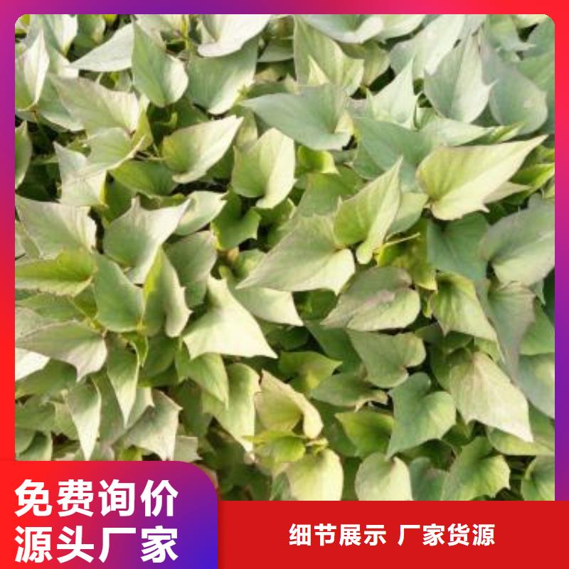 紫薯苗羽衣甘藍(lán)粉技術(shù)先進(jìn)