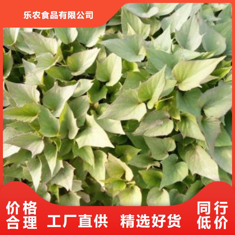 脫毒紅薯苗(西瓜紅)移栽機