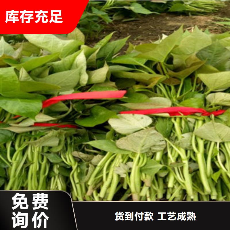 脫毒紅薯苗(西瓜紅)移栽機