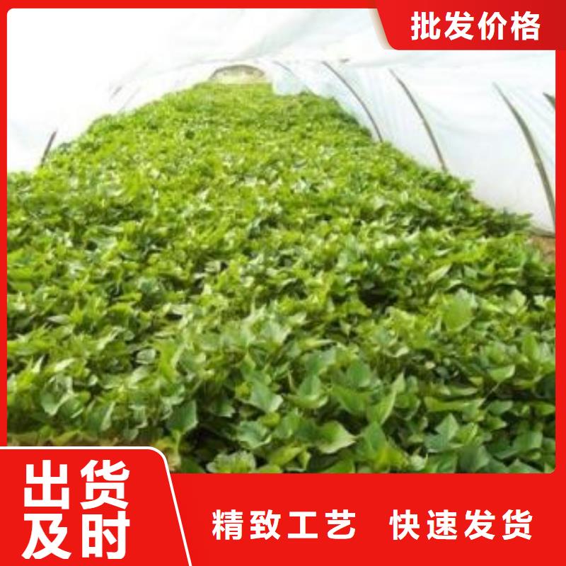 紫薯苗种植方法