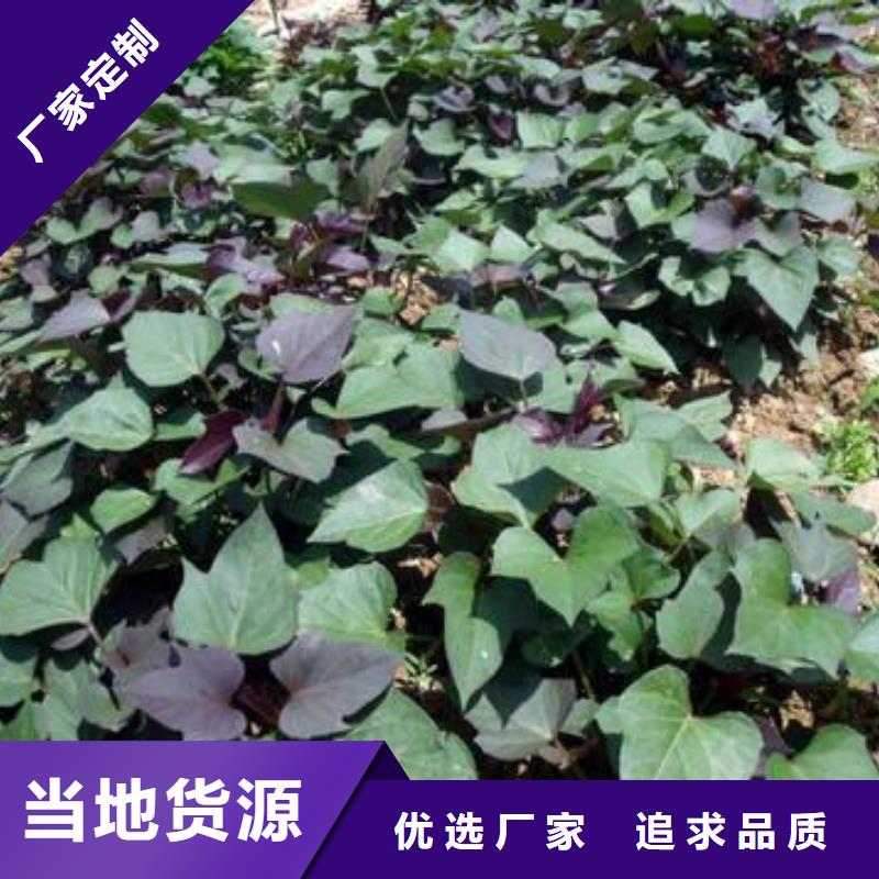 紫薯苗羽衣甘藍(lán)粉技術(shù)先進(jìn)