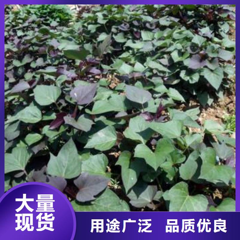 紫薯苗-紫薯粉专业供货品质管控