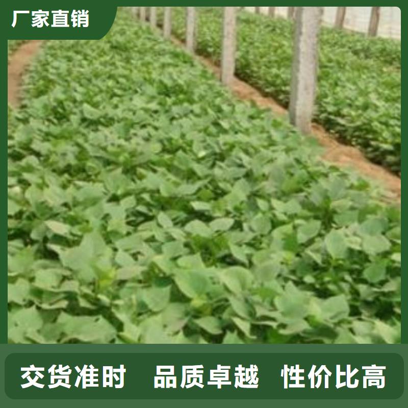紫薯苗羽衣甘藍(lán)粉技術(shù)先進(jìn)