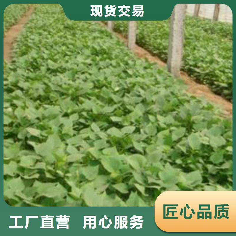 脫毒紅薯苗(西瓜紅)移栽機