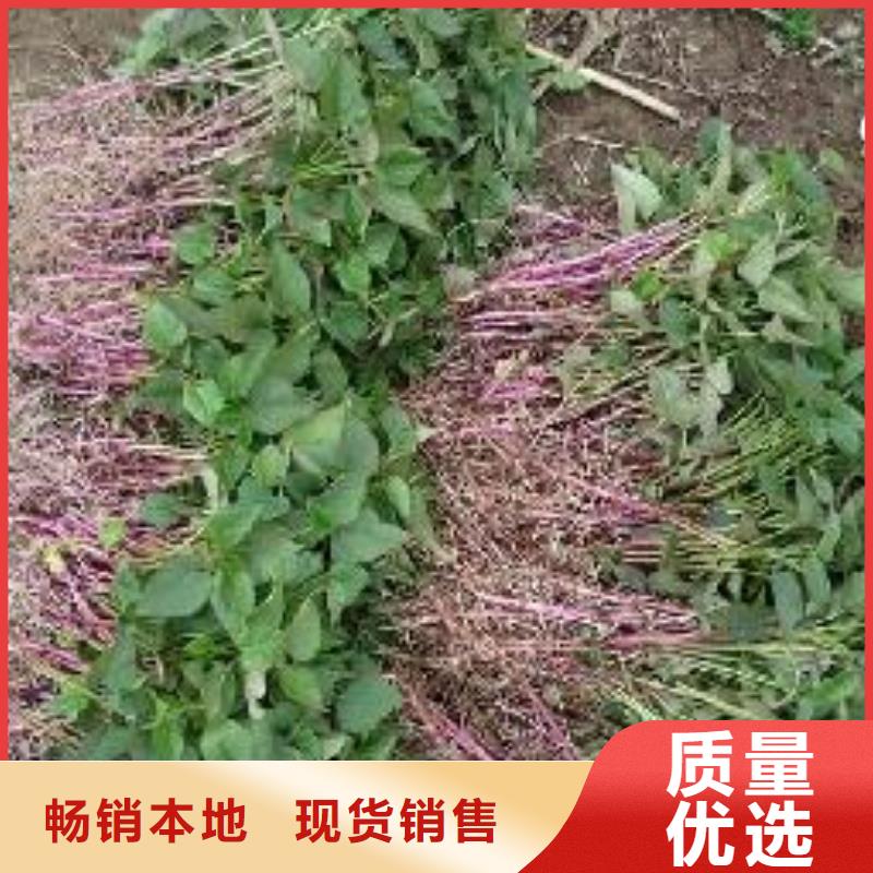 脫毒紅薯苗(西瓜紅)移栽機
