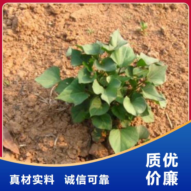 紫薯苗_羽衣甘蓝粉客户好评