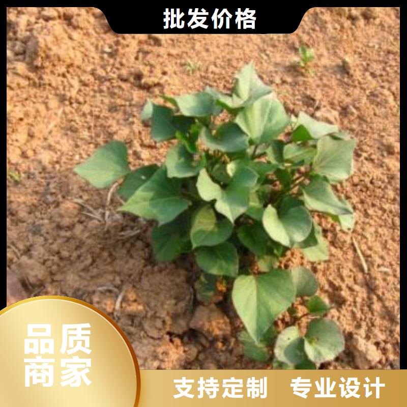 脫毒紅薯苗(西瓜紅)移栽機