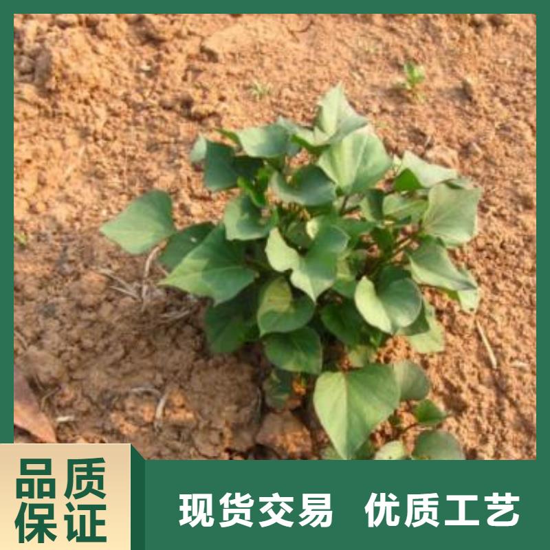 紫薯苗羽衣甘藍(lán)粉技術(shù)先進(jìn)