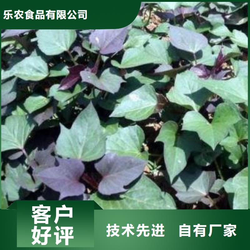 脫毒紅薯苗(西瓜紅)移栽機