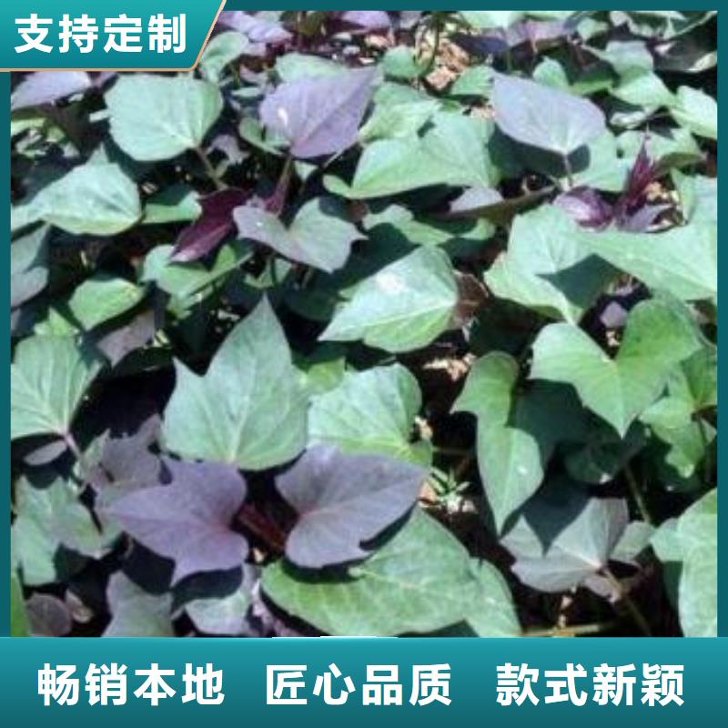 紫薯苗羽衣甘藍(lán)粉技術(shù)先進(jìn)