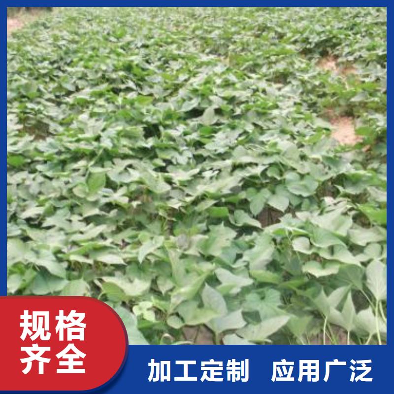 紫薯苗_羽衣甘蓝粉客户好评