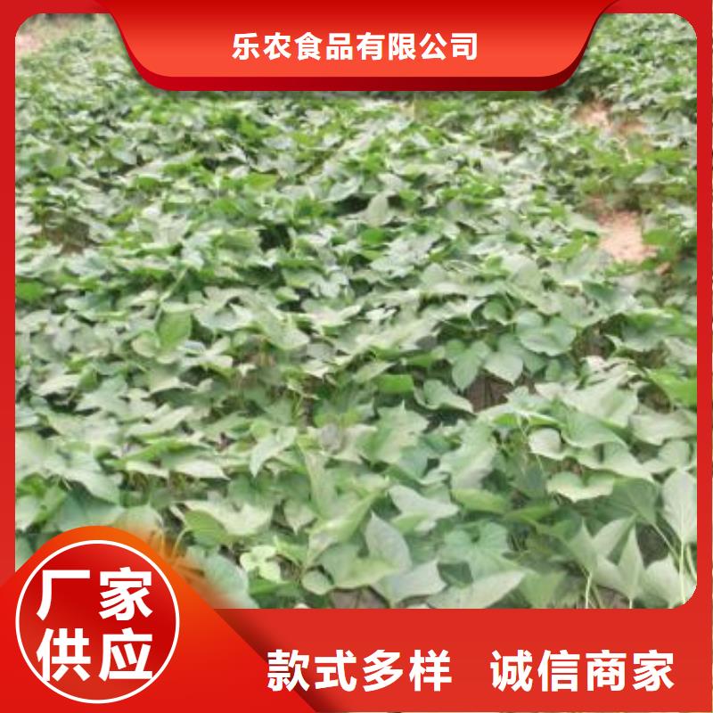 紫薯苗子销售