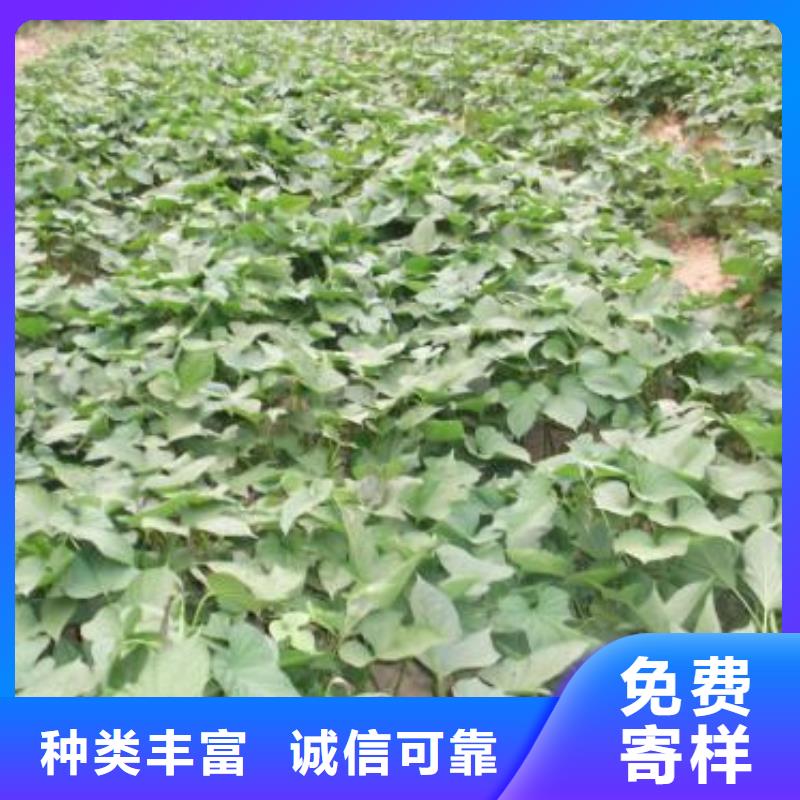 脫毒紅薯苗(西瓜紅)移栽機