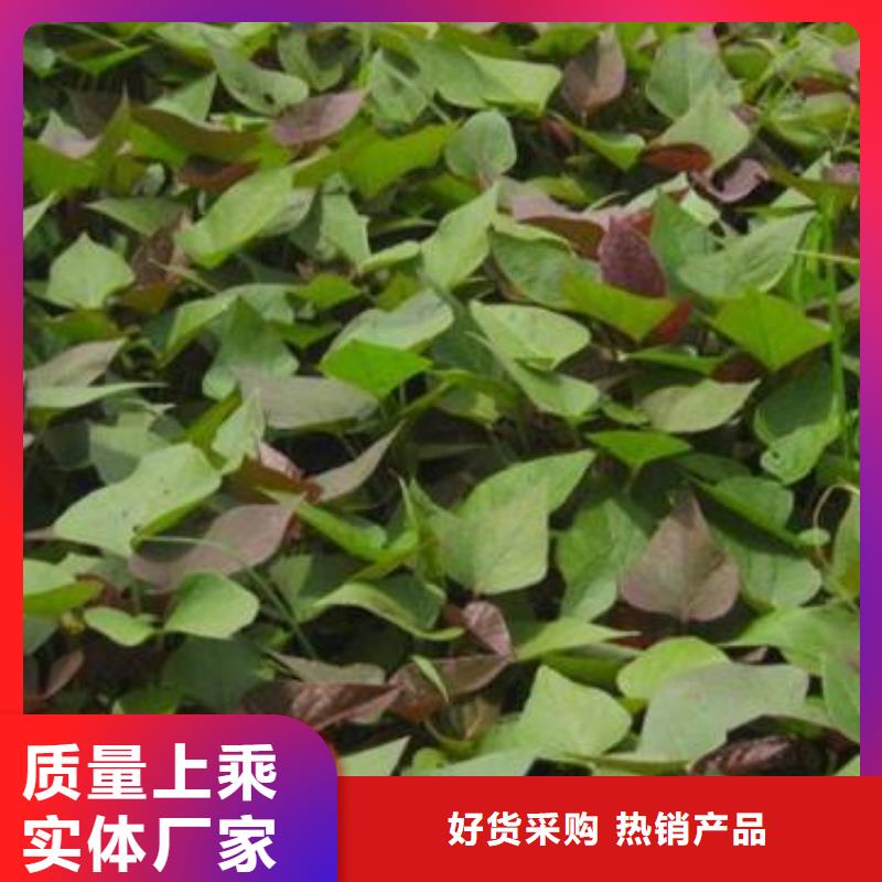 紫薯苗_羽衣甘蓝粉客户好评