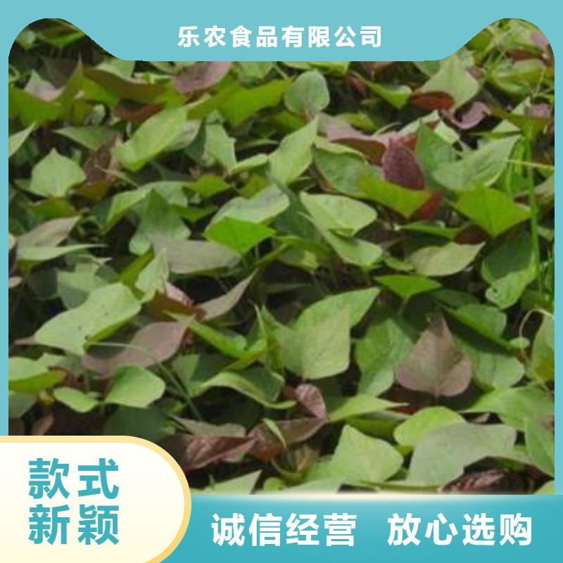 紫薯苗羽衣甘藍(lán)粉技術(shù)先進(jìn)