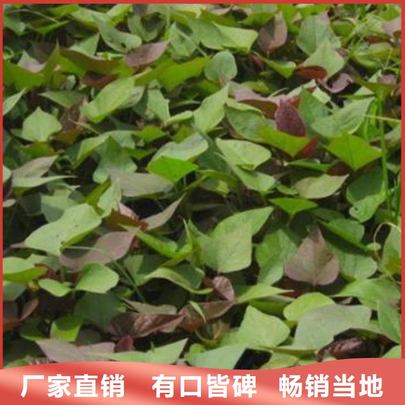 脫毒紅薯苗(西瓜紅)移栽機