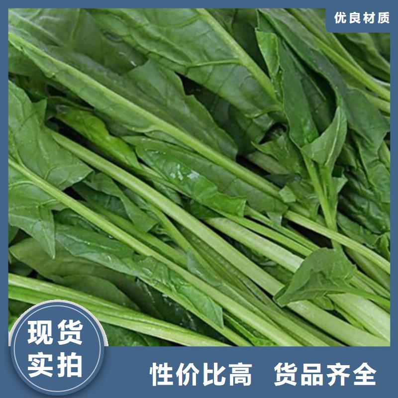 脫水菠菜粉實力老廠