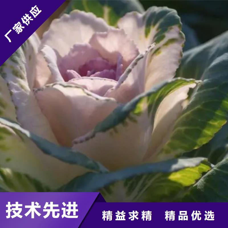 生產(chǎn)羽衣甘藍(lán)粉