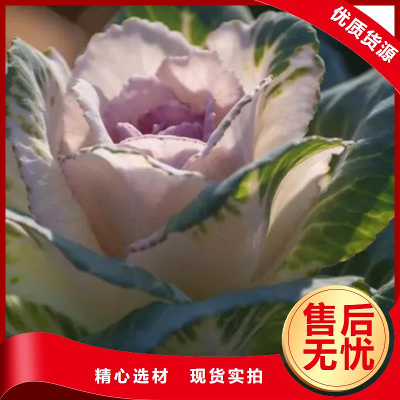 羽衣甘藍(lán)粉沖劑用途廣