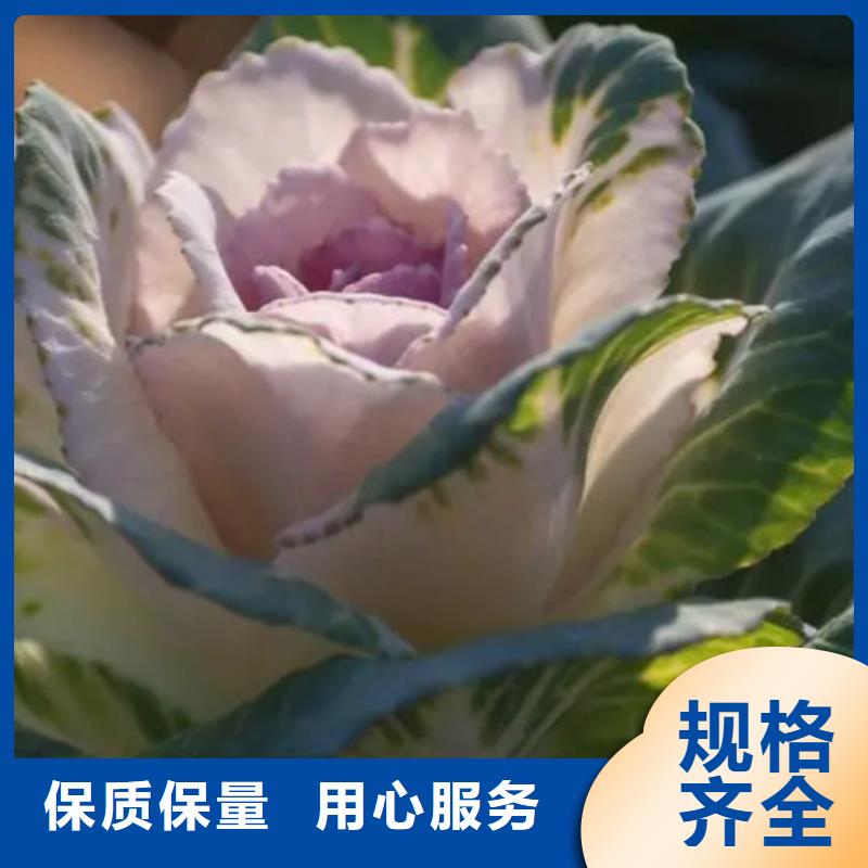 #羽衣甘藍粉沖劑#-價格透明
