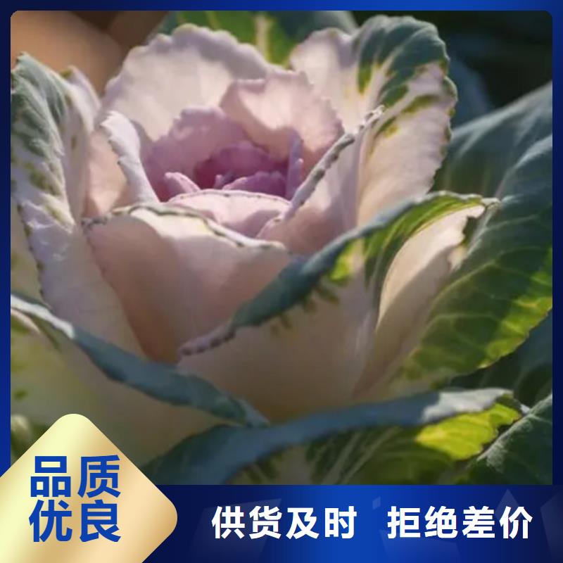 羽衣甘藍(lán)粉飲品參數(shù)