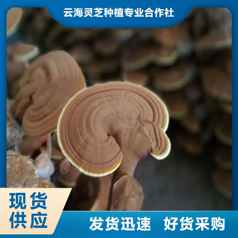 質(zhì)量靠譜的靈芝孢子粉廠家