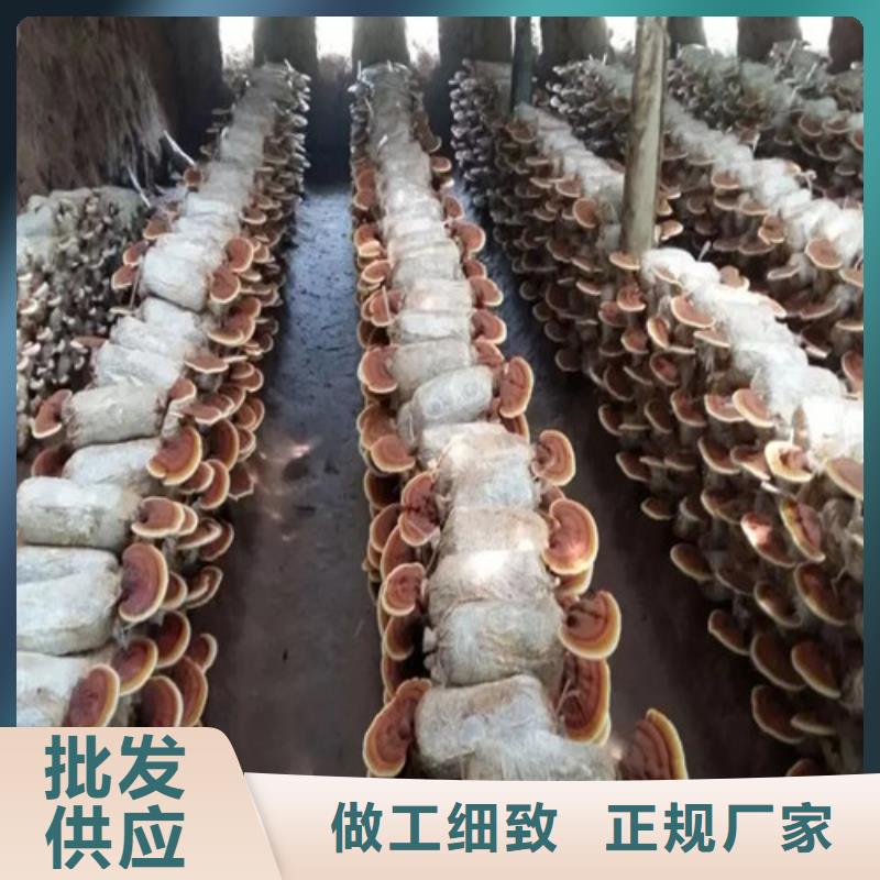支持定制的
灵芝超细粉经销商