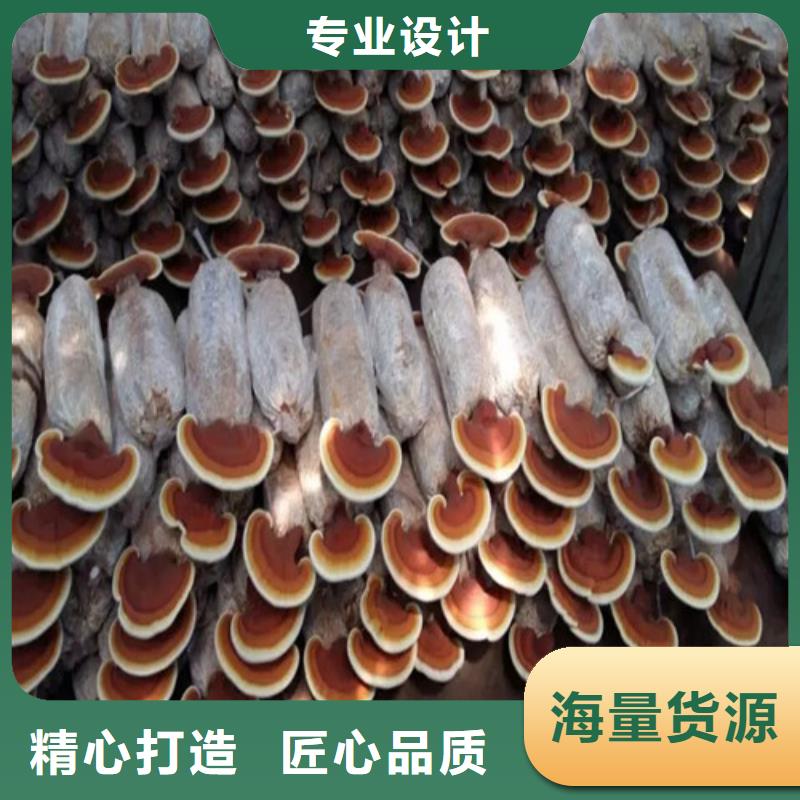 靈芝切片廠家