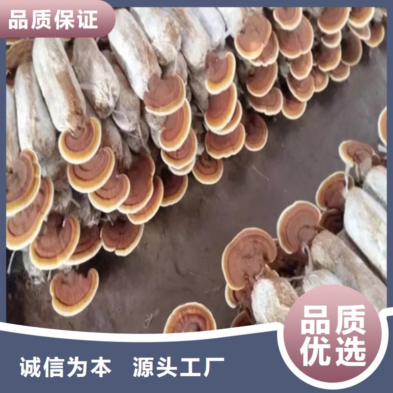 破壁靈芝孢子粉市場(chǎng)報(bào)價(jià)