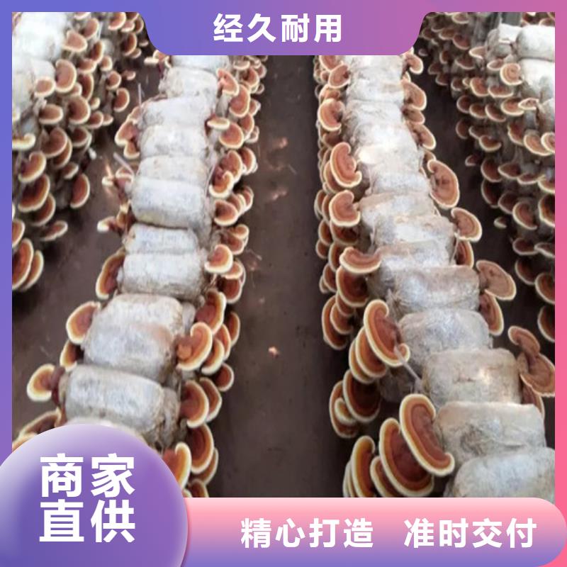 規(guī)格全的
孢子靈芝供貨商