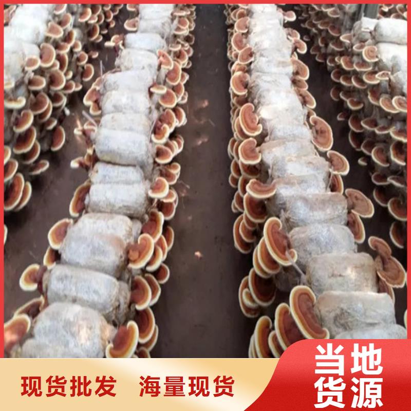 灵芝孢子粉品质高于同行