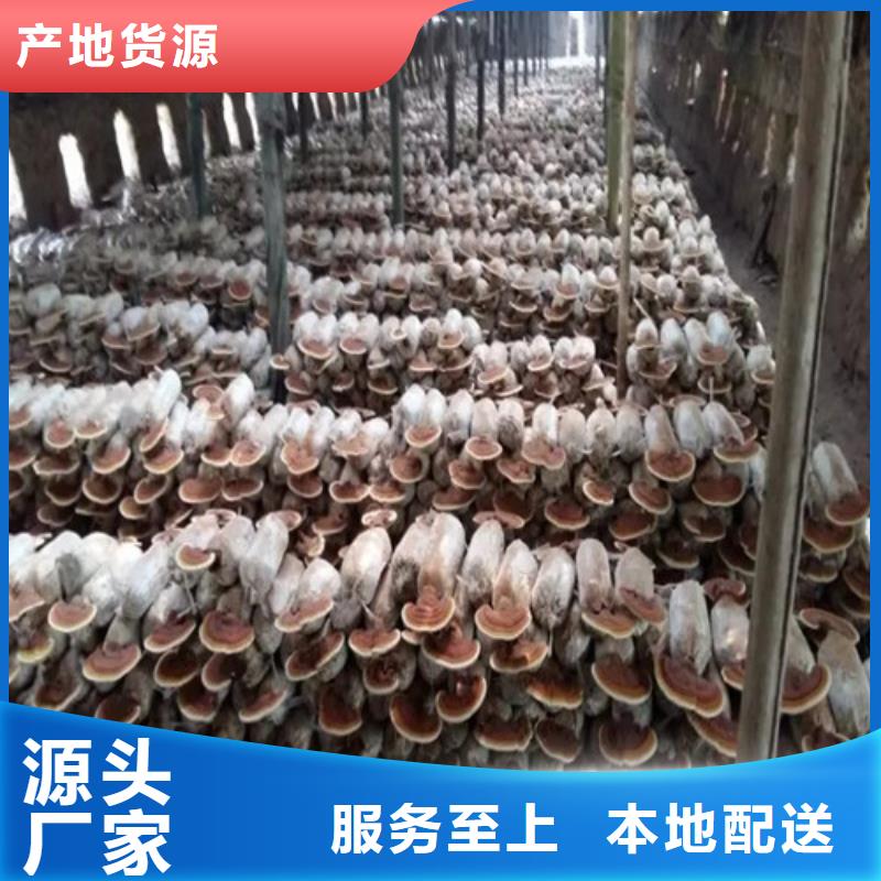 
灵芝孢子粉质量为主